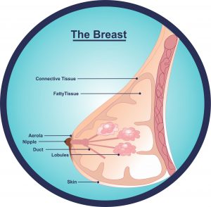 Body Changes During Pregnancy: Your Breasts